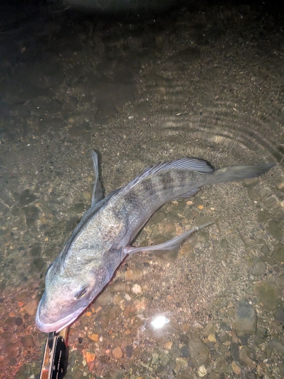 クロダイ