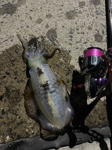 アオリイカの釣果