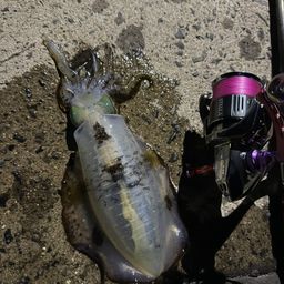 アオリイカ