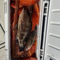 オオモンハタ