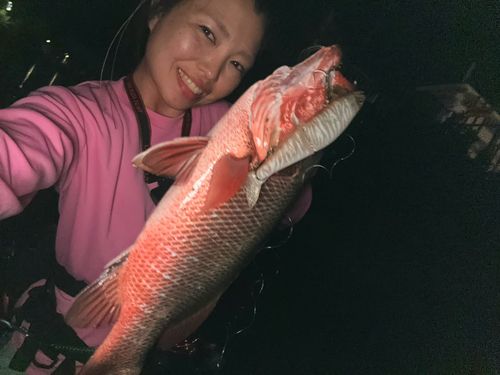 ゴマフエダイの釣果