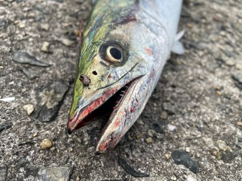 サゴシの釣果