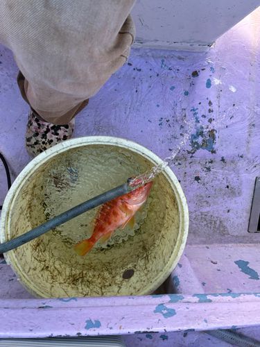 カサゴの釣果