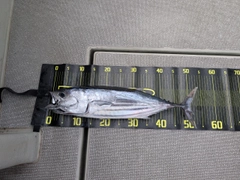 カツオの釣果