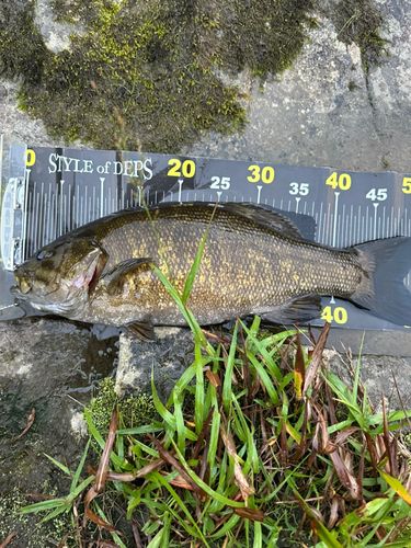 スモールマウスバスの釣果