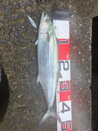 サゴシの釣果