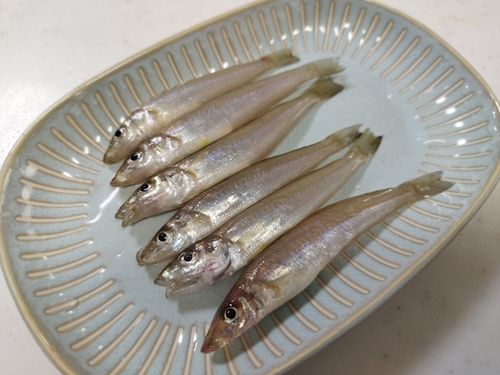 キスの釣果