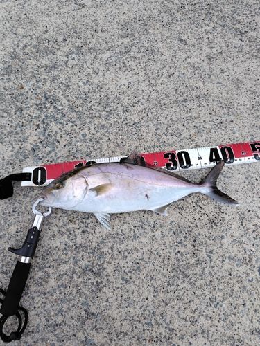 カンパチの釣果