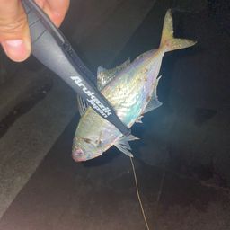 アジ