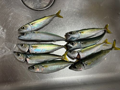 サバの釣果