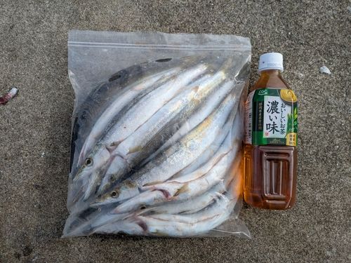 カマスの釣果