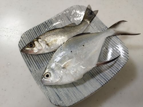セイゴ（マルスズキ）の釣果