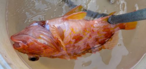 カサゴの釣果