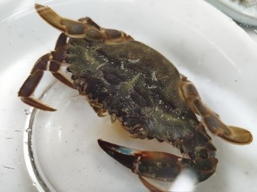 タイワンガザミの釣果