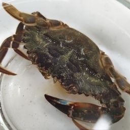 タイワンガザミ