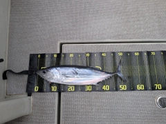 カツオの釣果