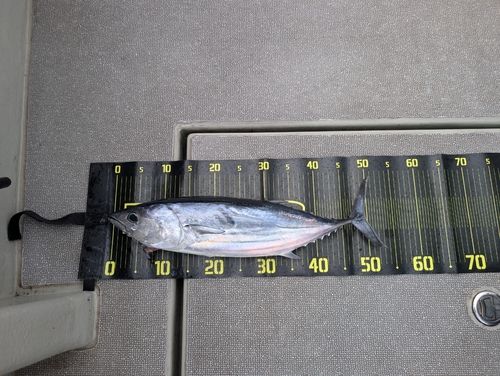 カツオの釣果
