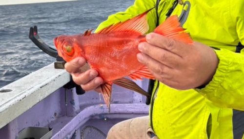キントキダイの釣果
