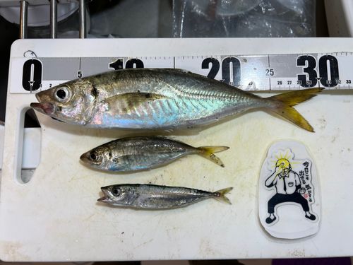 アジの釣果