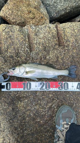 セイゴ（ヒラスズキ）の釣果