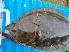 ソゲの釣果