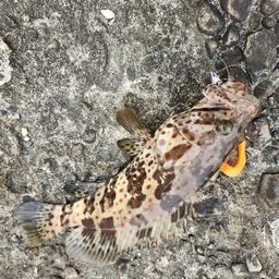 チャイロマルハタ