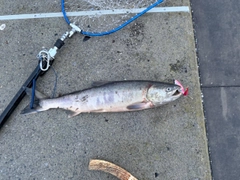 イナダの釣果