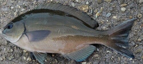 グレの釣果