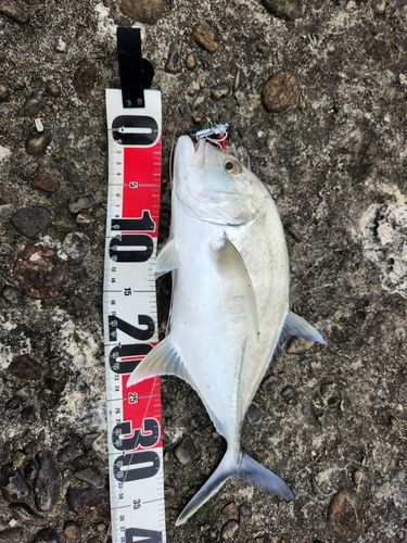 メッキの釣果
