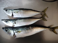 サバの釣果