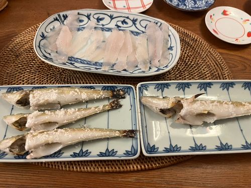 シロギスの釣果