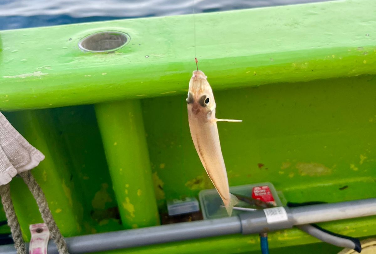 釣りめし酒場｜tsuri.blogさんの釣果 3枚目の画像