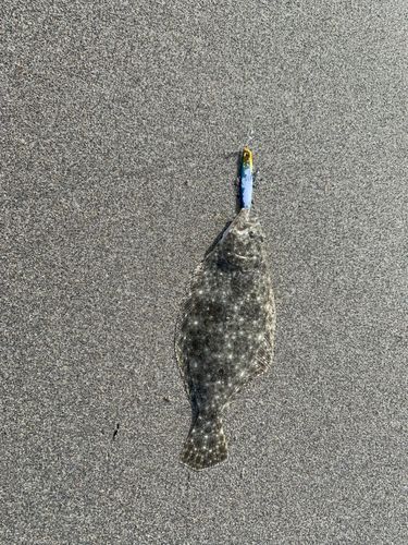 ヒラメの釣果