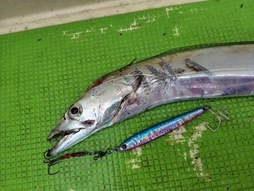 タチウオの釣果