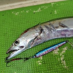 タチウオ