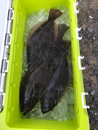 ヒラメの釣果
