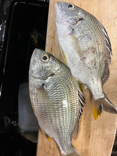 キビレの釣果