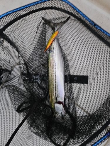 サワラの釣果