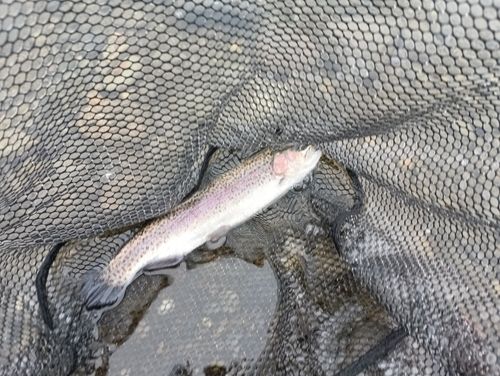 ニジマスの釣果