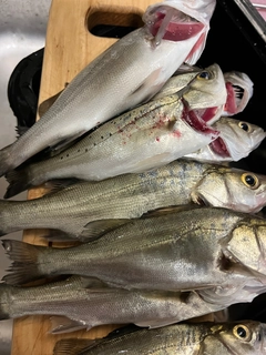 シーバスの釣果