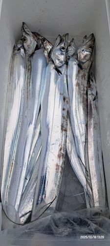 タチウオの釣果