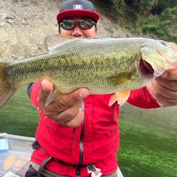 ラージマウスバス