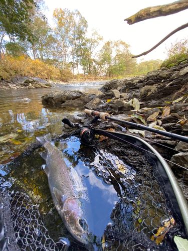 ニジマスの釣果