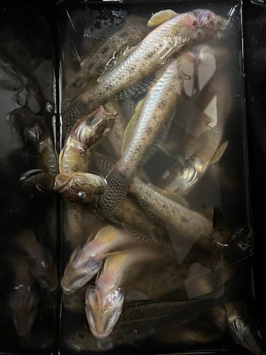 マハゼの釣果
