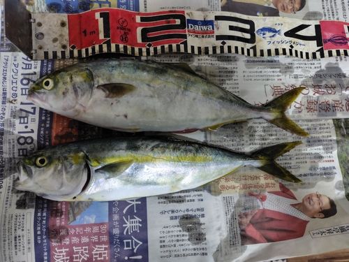 ヤズの釣果