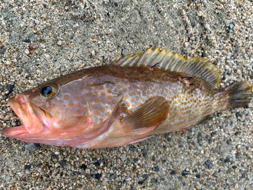 アコウの釣果