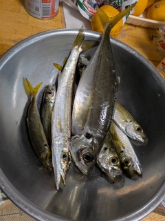 アジの釣果