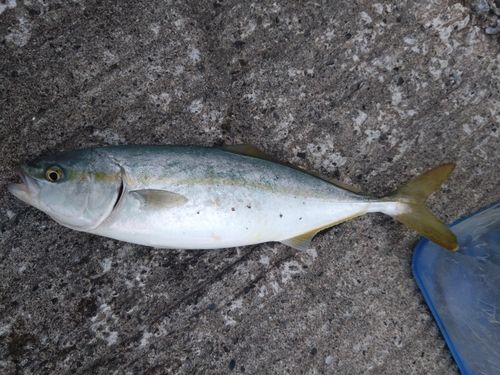 ワカシの釣果