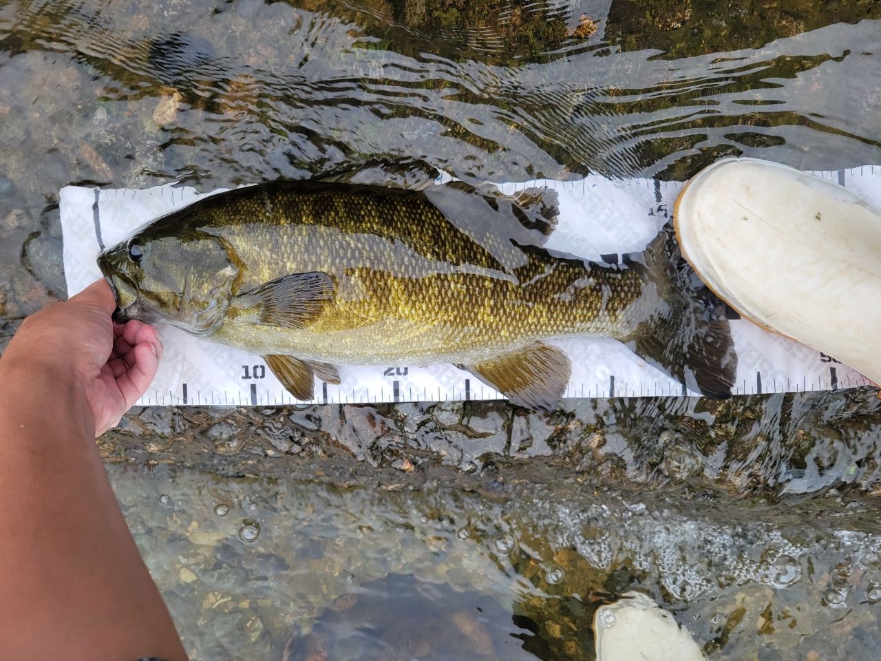 スモールマウスバス