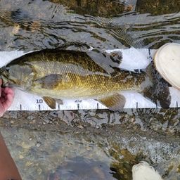 スモールマウスバス